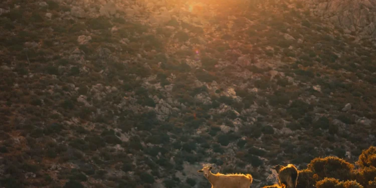 Κάλυμνος: ένας οδηγός εμπιστευτικών πληροφοριών για το ανεξερεύνητο νησί του Αιγαίου της Ελλάδας