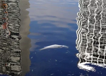 SHOCKING: Dead Fishes Suddenly Found in California Lake Raises Alarms