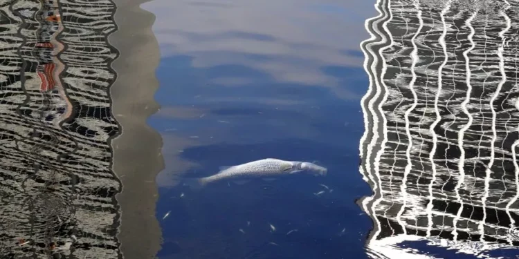 SHOCKING: Dead Fishes Suddenly Found in California Lake Raises Alarms