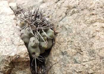 These cacti are considered status symbols on social media. In the desert, they are endangered.