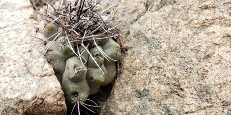 These cacti are considered status symbols on social media. In the desert, they are endangered.