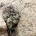 These cacti are considered status symbols on social media. In the desert, they are endangered.